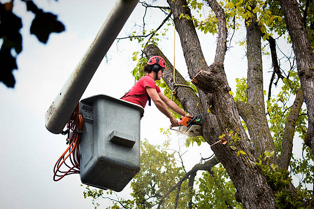 Best Hedge Trimming  in Schler Park, IL